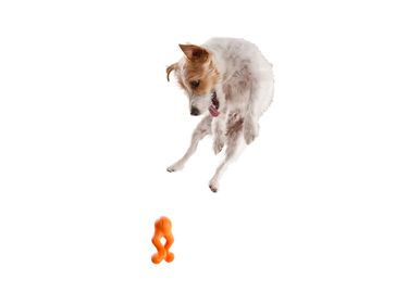 Dog playing with West Paw Tizzi dog toy